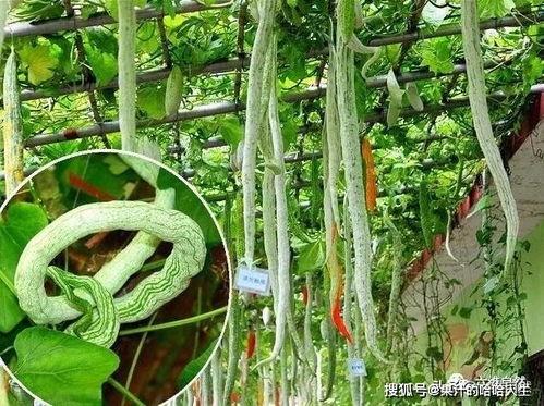 吃瓜先苦后甜的方法,吃瓜者的成长之旅