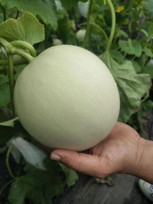 吃瓜包甜小说,吃瓜包的甜蜜冒险之旅