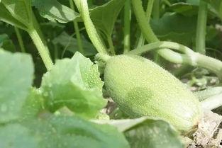 穿越年代吃瓜群众,见证历史变迁的趣味视角