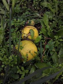 老家院子里吃瓜,瓜香四溢的欢乐时光