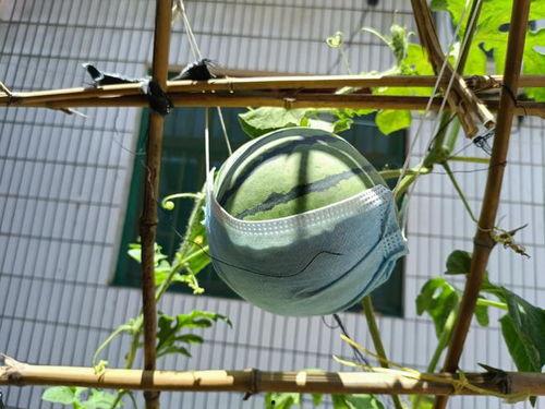 老家院子里吃瓜,瓜香四溢的欢乐时光