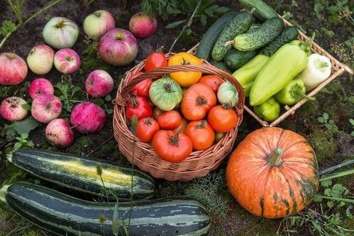 塔指公园吃瓜,夏日吃瓜盛宴，畅享清凉时光