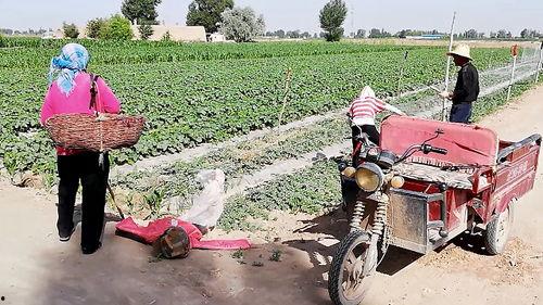 农村大叔吃瓜,乐享田园生活