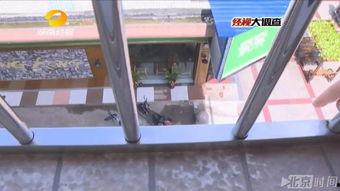 吃瓜围栏教室,揭秘校园里的“瓜田”趣事