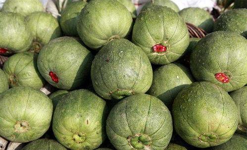 甜瓜吃美食瓜,探寻甜瓜与美食瓜的独特风味之旅