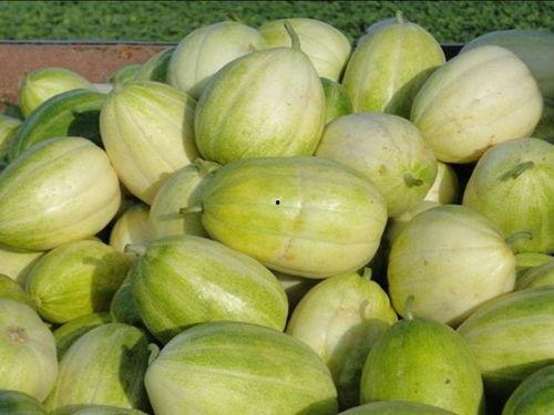 甜瓜吃美食瓜,探寻甜瓜与美食瓜的独特风味之旅