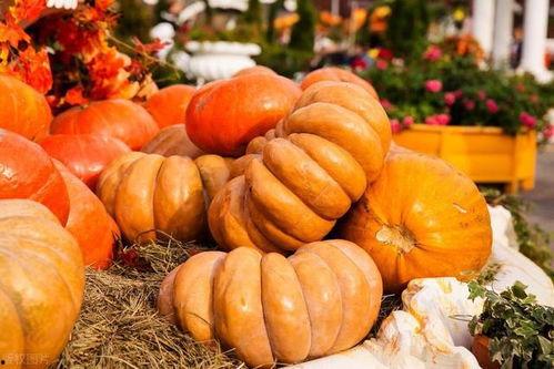 秋瓜须怎么吃,秋季养生新选择