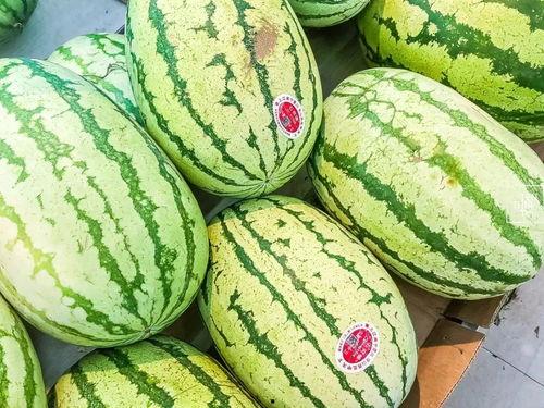 吃瓜的瓜主叫什么,探寻“吃瓜群众”背后的神秘瓜主