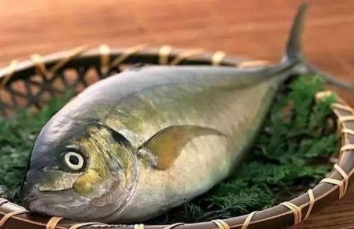 大帆鱼吃茄瓜,海洋奇遇记