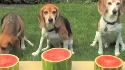 吃瓜吵架的狗,揭秘网络恶搞背后的心理动机