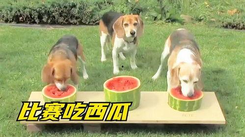 狗子吃瓜图,笑料横生，萌态十足！