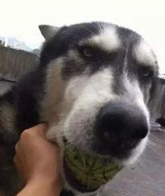 狗子吃瓜图,笑料横生，萌态十足！