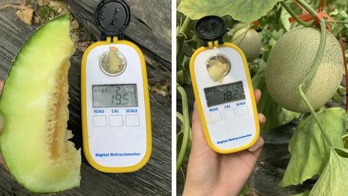 冰淇淋网纹瓜怎么吃,夏日消暑新宠，创意食用指南