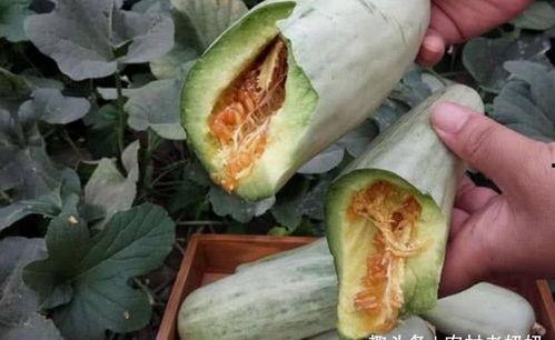 孕妇梦见吃茄瓜,孕妇茄瓜梦境解析