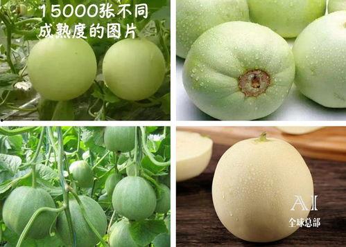 福西吃瓜,揭秘娱乐圈幕后真相